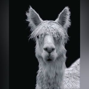 Llama Art Print- Black & White- 8.5”x11”- Grey Scale